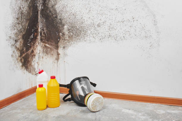 Best Black Mold Removal  in Hawthorn Woods, IL