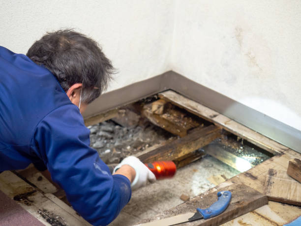 Best Affordable Mold Removal  in Hawthorn Woods, IL