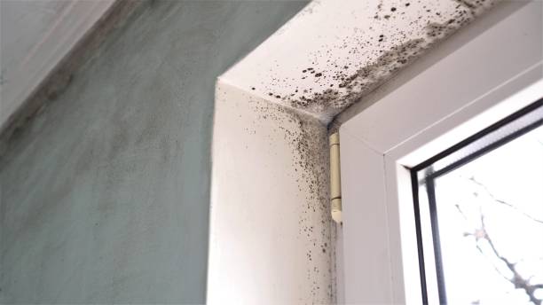 Best Residential Mold Removal  in Hawthorn Woods, IL