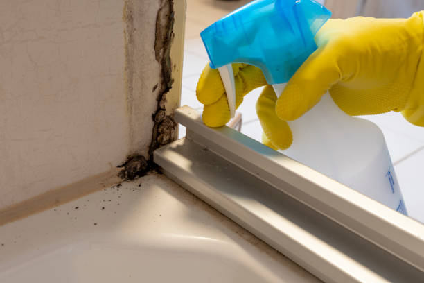 Best Mold Removal and Inspection  in Hawthorn Woods, IL