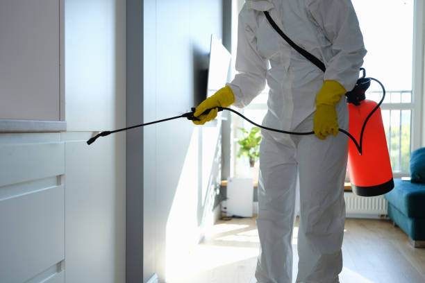 Best Certified Mold Removal  in Hawthorn Woods, IL