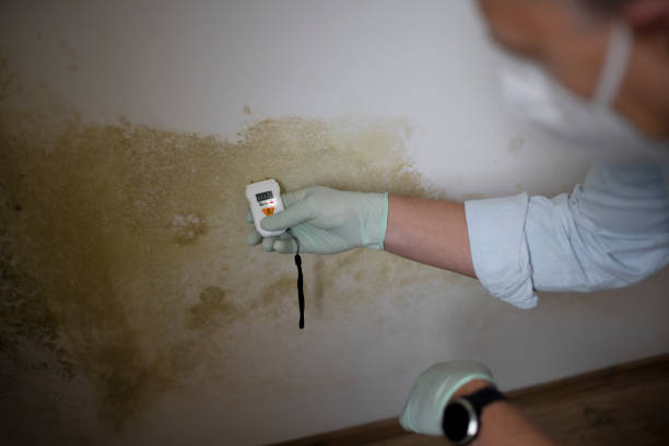 Best Professional Mold Removal  in Hawthorn Woods, IL
