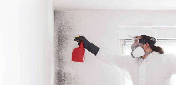 Best Office Mold Removal Services  in Hawthorn Woods, IL