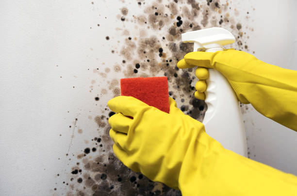 Attic Mold Removal in Hawthorn Woods, IL