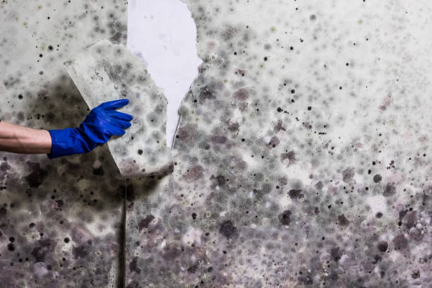Best Mold Removal Specialists  in Hawthorn Woods, IL