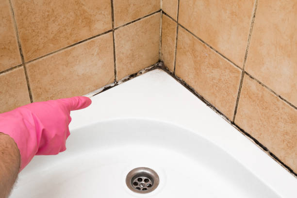 Best Mold Damage Repair  in Hawthorn Woods, IL
