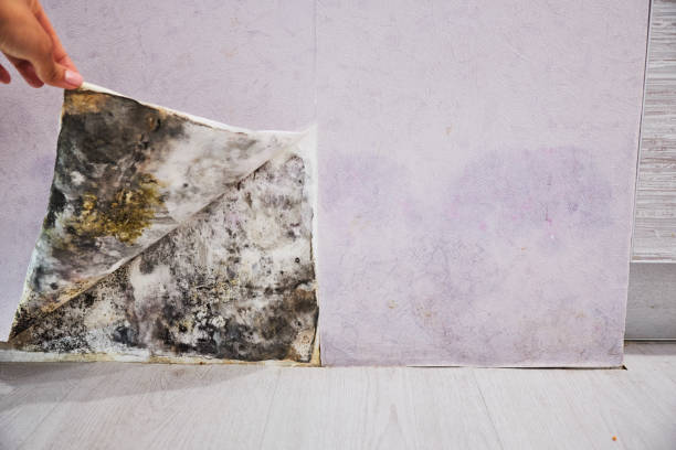 Best Attic Mold Removal  in Hawthorn Woods, IL